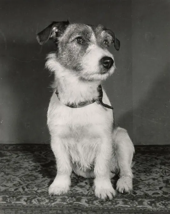 Framed Print : Jack Russell Framed Print : Jack Russell