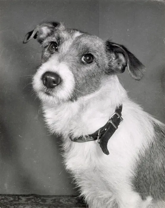 Framed Print : Jack Russell Framed Print : Jack Russell