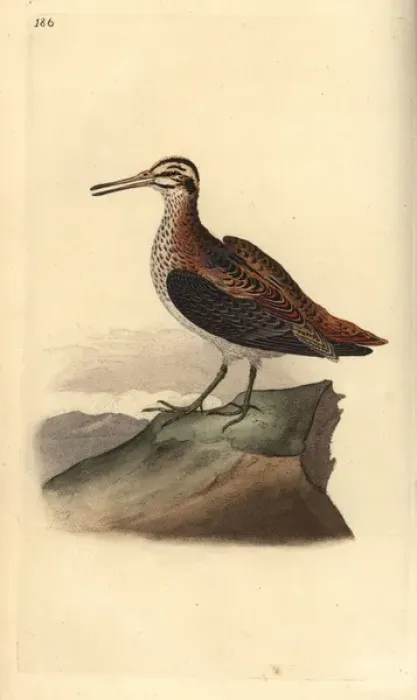 Framed Print : Jack snipe, Lymnocryptes minimus Framed Print : Jack snipe, Lymnocryptes minimus