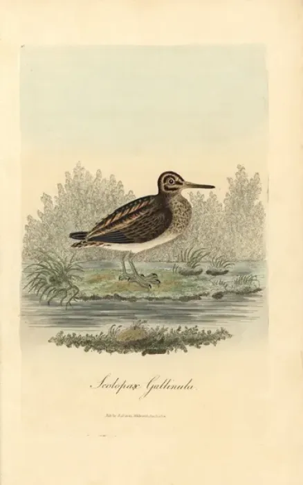 Framed Print : Jack snipe, Lymnocryptes minimus Framed Print : Jack snipe, Lymnocryptes minimus