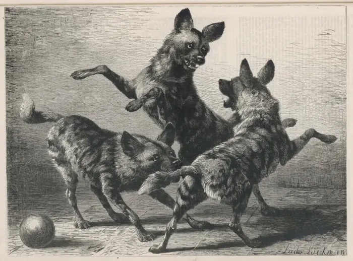 Framed Print : Jackals Playing 1879 Framed Print : Jackals Playing 1879