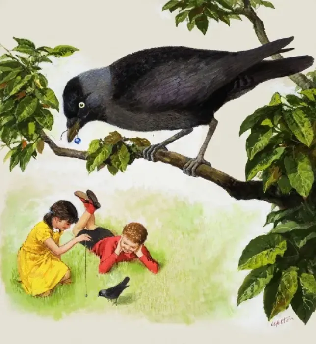 Framed Print : Jackdaw. Jackdaw shows a boy and girl teasing one bird with a silver bead Framed Print : Jackdaw. Jackdaw shows a boy and girl teasing one bird with a silver bead