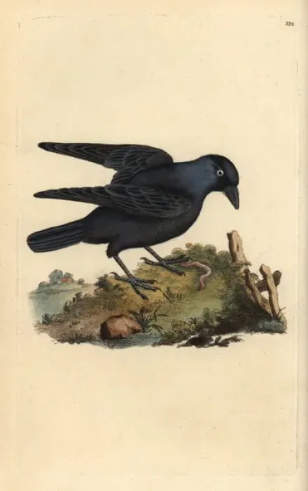 Framed Print : Jackdaw, Corvus monedula, with worm Framed Print : Jackdaw, Corvus monedula, with worm