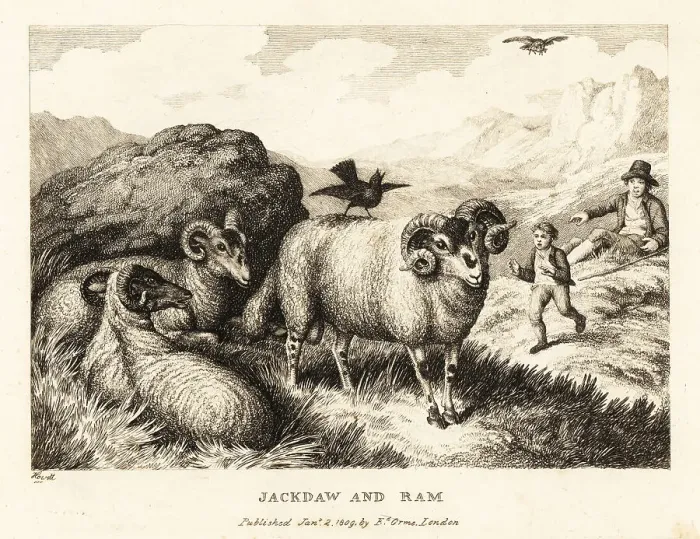 Framed Print : A jackdaw sings on the back of a ram