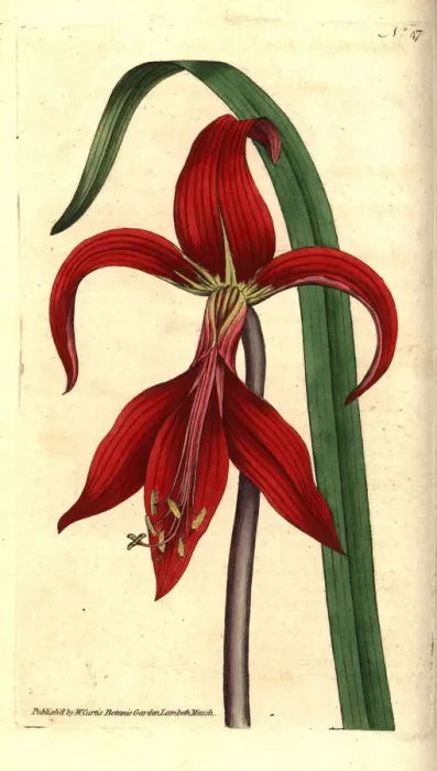 Framed Print : Jacobean lily or Aztec lily, Sprekelia formosissima Framed Print : Jacobean lily or Aztec lily, Sprekelia formosissima