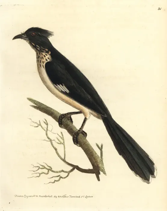Framed Print : Jacobin cuckoo, Clamator jacobinus Framed Print : Jacobin cuckoo, Clamator jacobinus