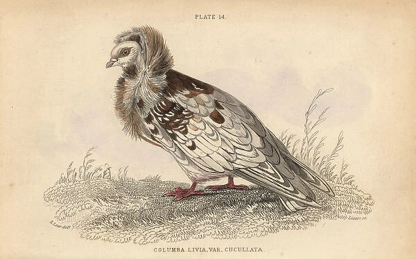 Jacobin pigeon, Columba cucullata Jacobina, fancy pigeon
