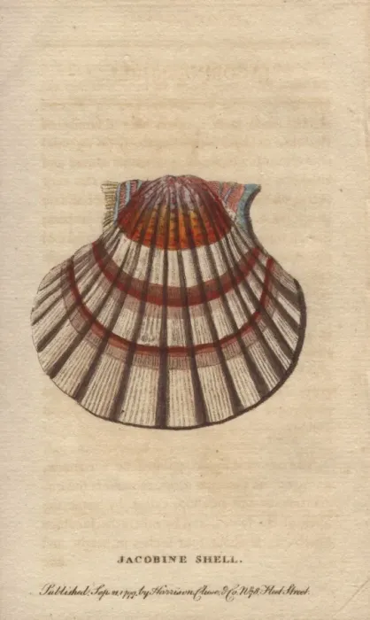 Framed Print : Jacobine shell or scallop, Pectens or Escallops Framed Print : Jacobine shell or scallop, Pectens or Escallops