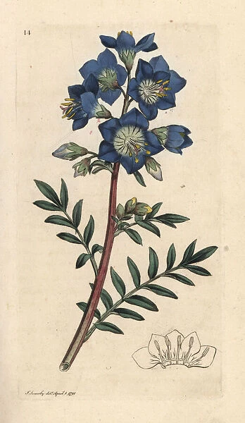 Jacobs ladder or Greek valerian, Polemonium caeruleum