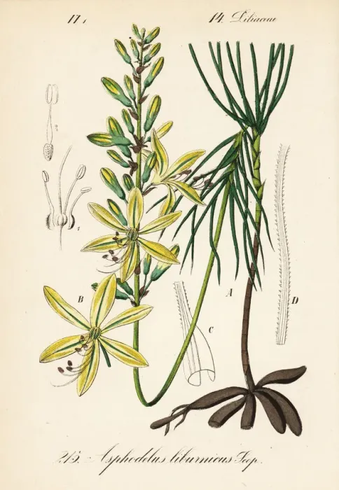 Framed Print : Jacobs rod, Asphodeline liburnica Framed Print : Jacobs rod, Asphodeline liburnica