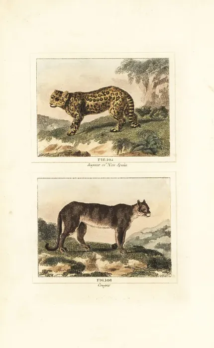 Framed Print : Jaguar and cougar Framed Print : Jaguar and cougar