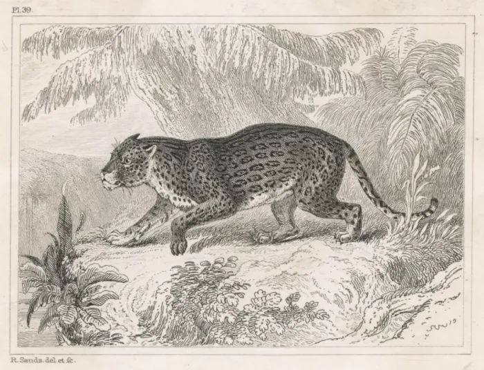 Framed Print : Jaguar (Engraving) Framed Print : Jaguar (Engraving)