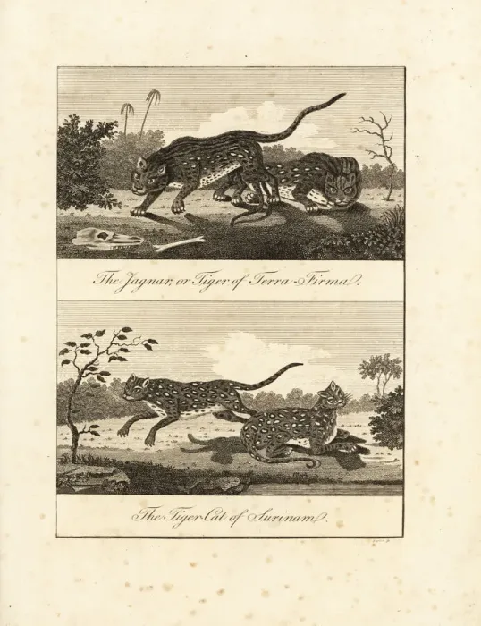 Framed Print : Jaguar and ocelot Framed Print : Jaguar and ocelot