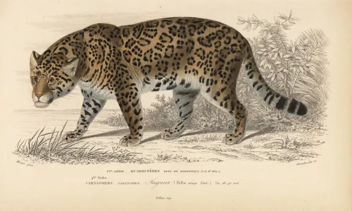 Framed Print : Jaguar, Panthera onca