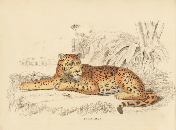 Framed Print : Jaguar, Panthera onca Framed Print : Jaguar, Panthera onca