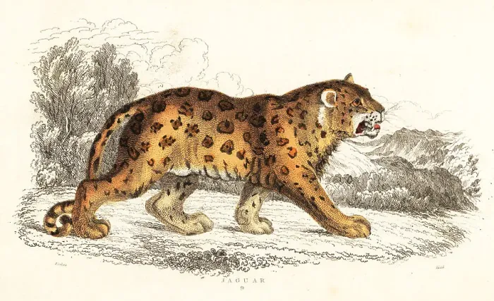 Framed Print : Jaguar, Panthera onca Framed Print : Jaguar, Panthera onca