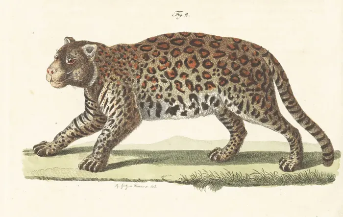 Framed Print : Jaguar, Panthera onca, native to the Americas Framed Print : Jaguar, Panthera onca, native to the Americas