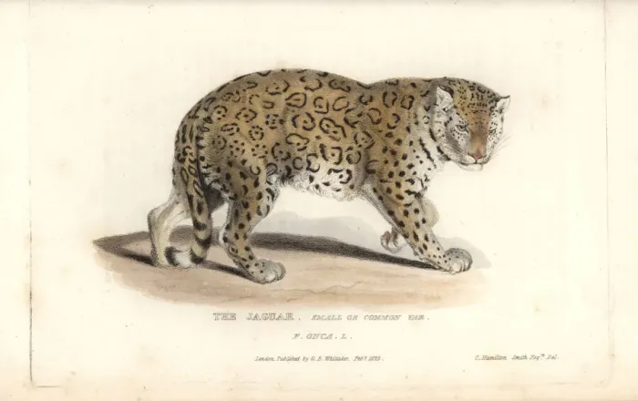 Framed Print : Jaguar, Panthera onca. Near threatened Framed Print : Jaguar, Panthera onca. Near threatened