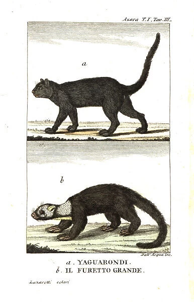 Jaguarundi and grey-headed tayra