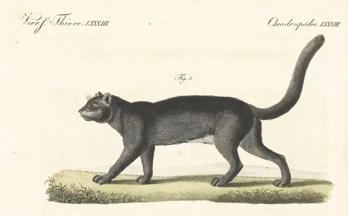 Framed Print : Jaguarundi, Herpailurus yagouaroundi Framed Print : Jaguarundi, Herpailurus yagouaroundi