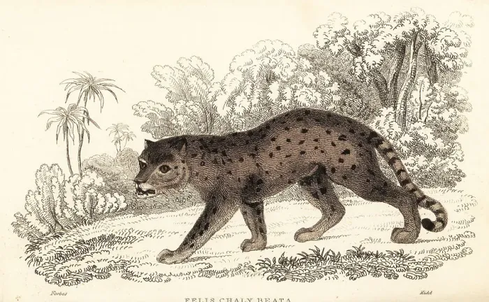 Framed Print : Jaguarundi, Puma yagouaroundi Framed Print : Jaguarundi, Puma yagouaroundi
