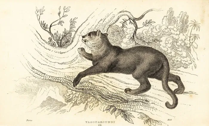 Framed Print : Jaguarundi, Puma yagouaroundi Framed Print : Jaguarundi, Puma yagouaroundi