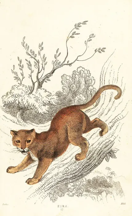 Framed Print : Jaguarundi, Puma yagouaroundi Framed Print : Jaguarundi, Puma yagouaroundi