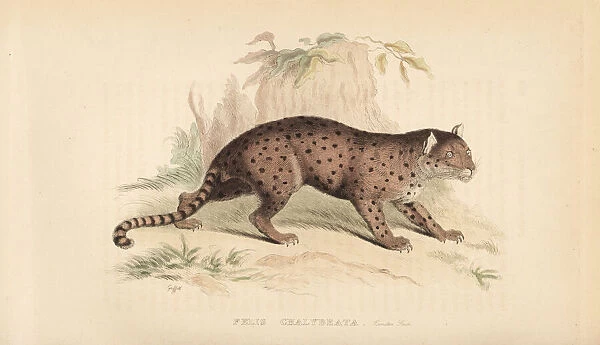 Jaguarundi, Puma yagouaroundi (Felis chalybeata)