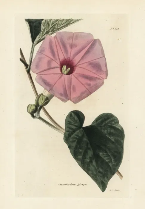 Framed Print : Jalap, Ipomoea jalapa Framed Print : Jalap, Ipomoea jalapa