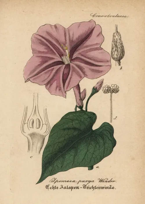 Framed Print : Jalap, Ipomoea purga Framed Print : Jalap, Ipomoea purga