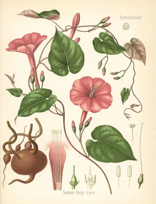 Framed Print : Jalap, Ipomoea purga Framed Print : Jalap, Ipomoea purga