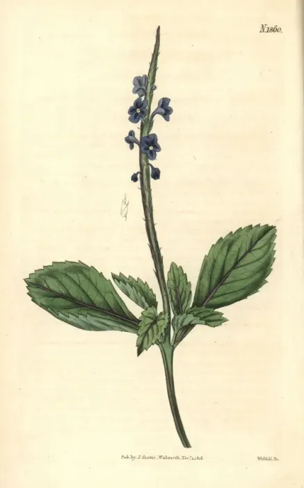 Framed Print : Jamaica bastard-vervain, Stachytarpheta jamaicensis Framed Print : Jamaica bastard-vervain, Stachytarpheta jamaicensis