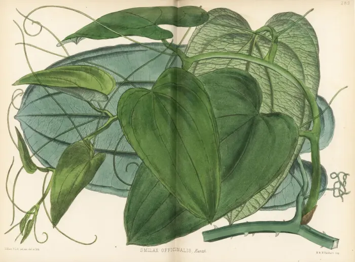Framed Print : Jamaica sarsaparilla, Smilax officinalis Framed Print : Jamaica sarsaparilla, Smilax officinalis