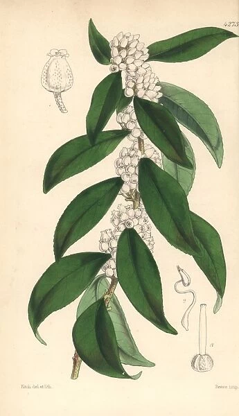 Jamaica staggerbush, Lyonia jamaicensis
