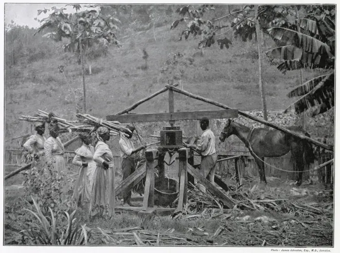 Framed Print : Jamaican industry was struggling against fierce rivalry of production volumes from Framed Print : Jamaican industry was struggling against fierce rivalry of production volumes from