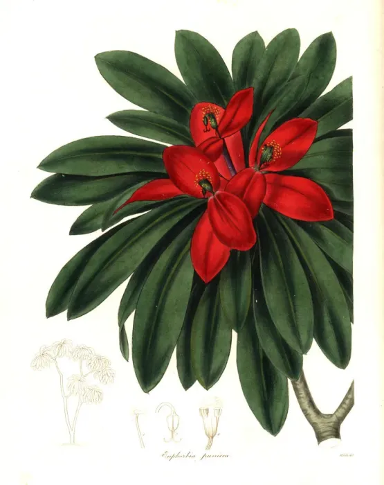 Framed Print : Jamaican poinsettia or Crimson-flowered euphorbia Framed Print : Jamaican poinsettia or Crimson-flowered euphorbia