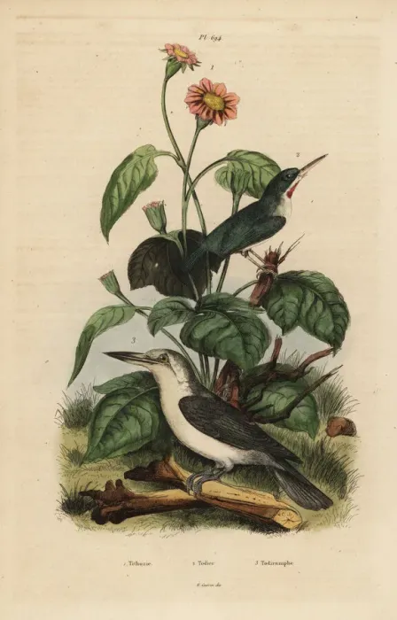 Framed Print : Jamaican tody, Mariana kingfisher and sunflower Framed Print : Jamaican tody, Mariana kingfisher and sunflower