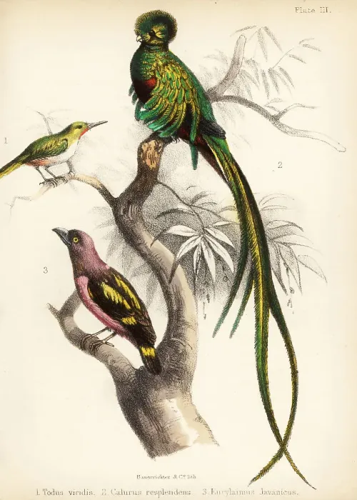 Framed Print : Jamaican tody, respendlent quetzal and banded broadbill