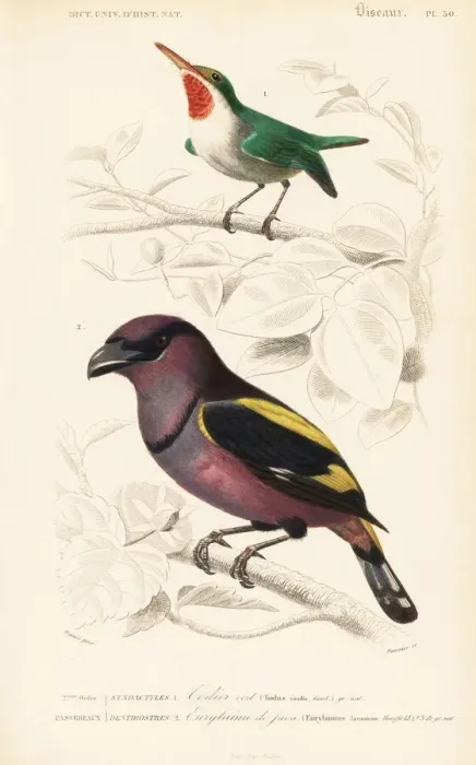 Framed Print : Jamaican tody, Todus todus, and banded broadbill Framed Print : Jamaican tody, Todus todus, and banded broadbill