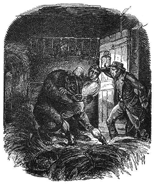 James Whitney seized by a bear while cattle stealing