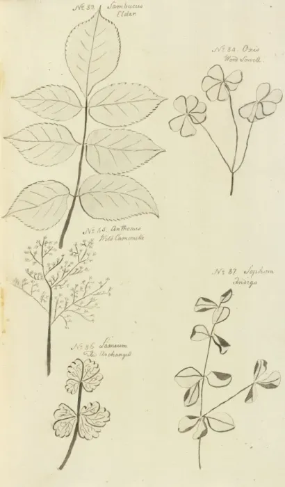 Framed Print : Jane Coldens Manuscript Plantas Framed Print : Jane Coldens Manuscript Plantas
