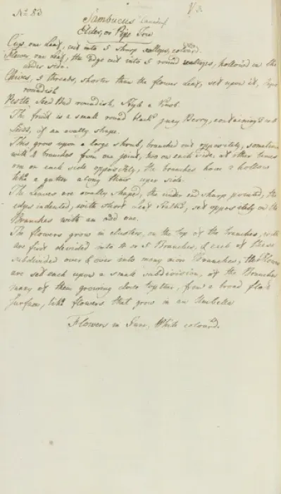 Framed Print : Jane Coldens Manuscript Plantas Framed Print : Jane Coldens Manuscript Plantas