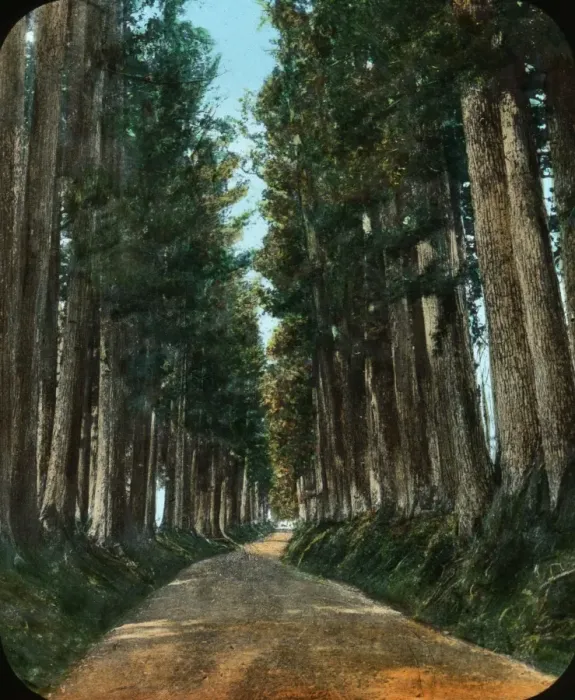 Framed Print : Japan - Avenue of Cryptomerias (trees) Framed Print : Japan - Avenue of Cryptomerias (trees)