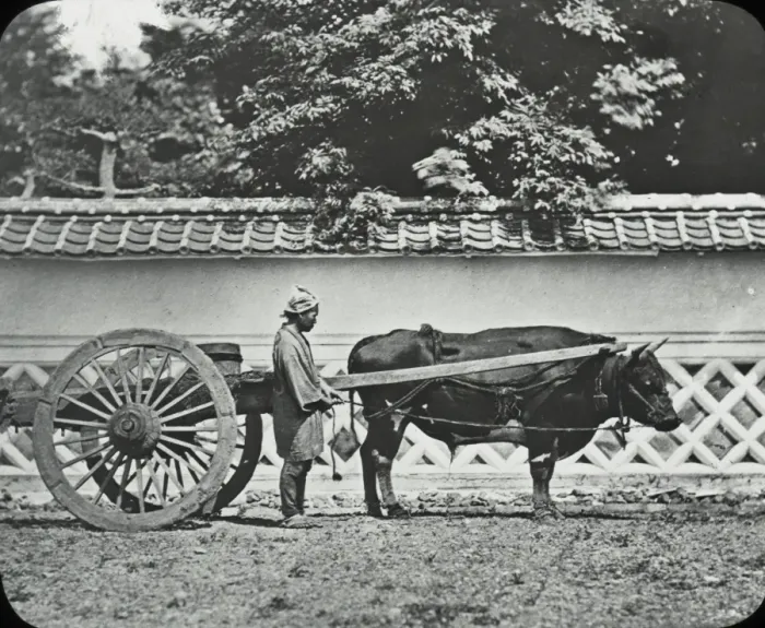 Framed Print : Japan - A Bullock cart of Kiyoto Framed Print : Japan - A Bullock cart of Kiyoto