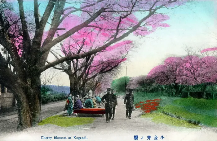 Framed Print : Japan - Cherry Blossom at Koganei Framed Print : Japan - Cherry Blossom at Koganei