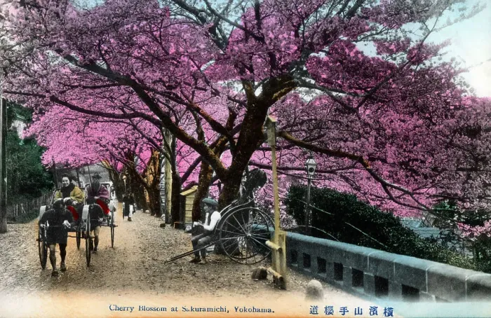 Framed Print : Japan - Cherry Blossom at Sakura-michi, Yokohama Framed Print : Japan - Cherry Blossom at Sakura-michi, Yokohama