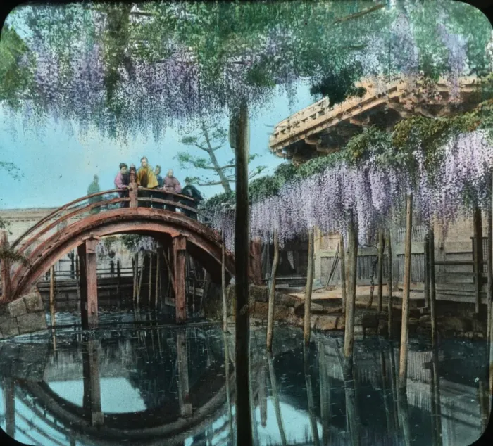 Framed Print : Japan - A famous wisteria in bloom Framed Print : Japan - A famous wisteria in bloom