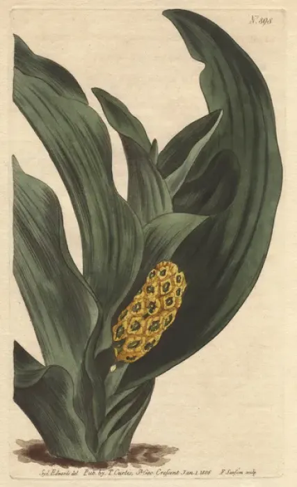Framed Print : Japan orontium with yellow flowers and luxuriant Framed Print : Japan orontium with yellow flowers and luxuriant