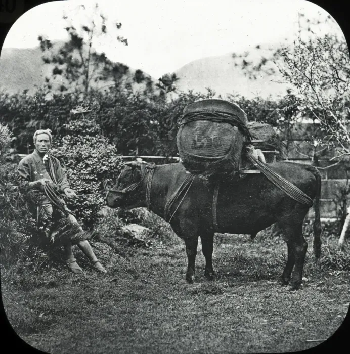Framed Print : Japan - An Ox carrying tea Framed Print : Japan - An Ox carrying tea