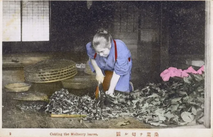 Framed Print : Japan - Silk Industry - Cutting the Mulberry leaves Framed Print : Japan - Silk Industry - Cutting the Mulberry leaves